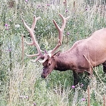 Kokopelli Inn Estes Park Buitenkant foto