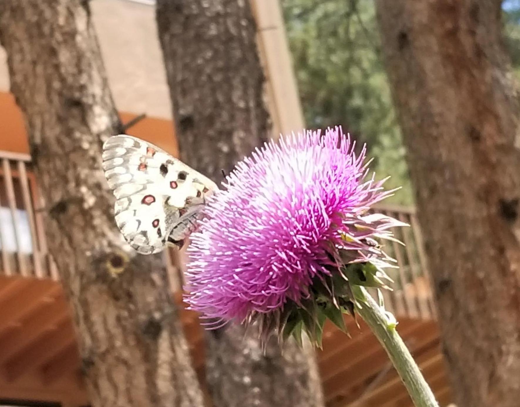 Kokopelli Inn Estes Park Buitenkant foto