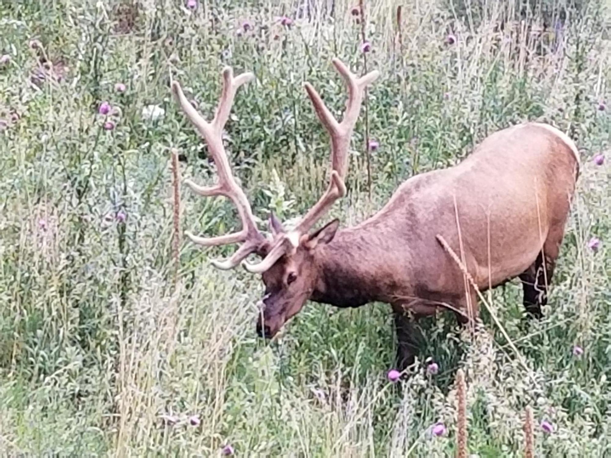 Kokopelli Inn Estes Park Buitenkant foto