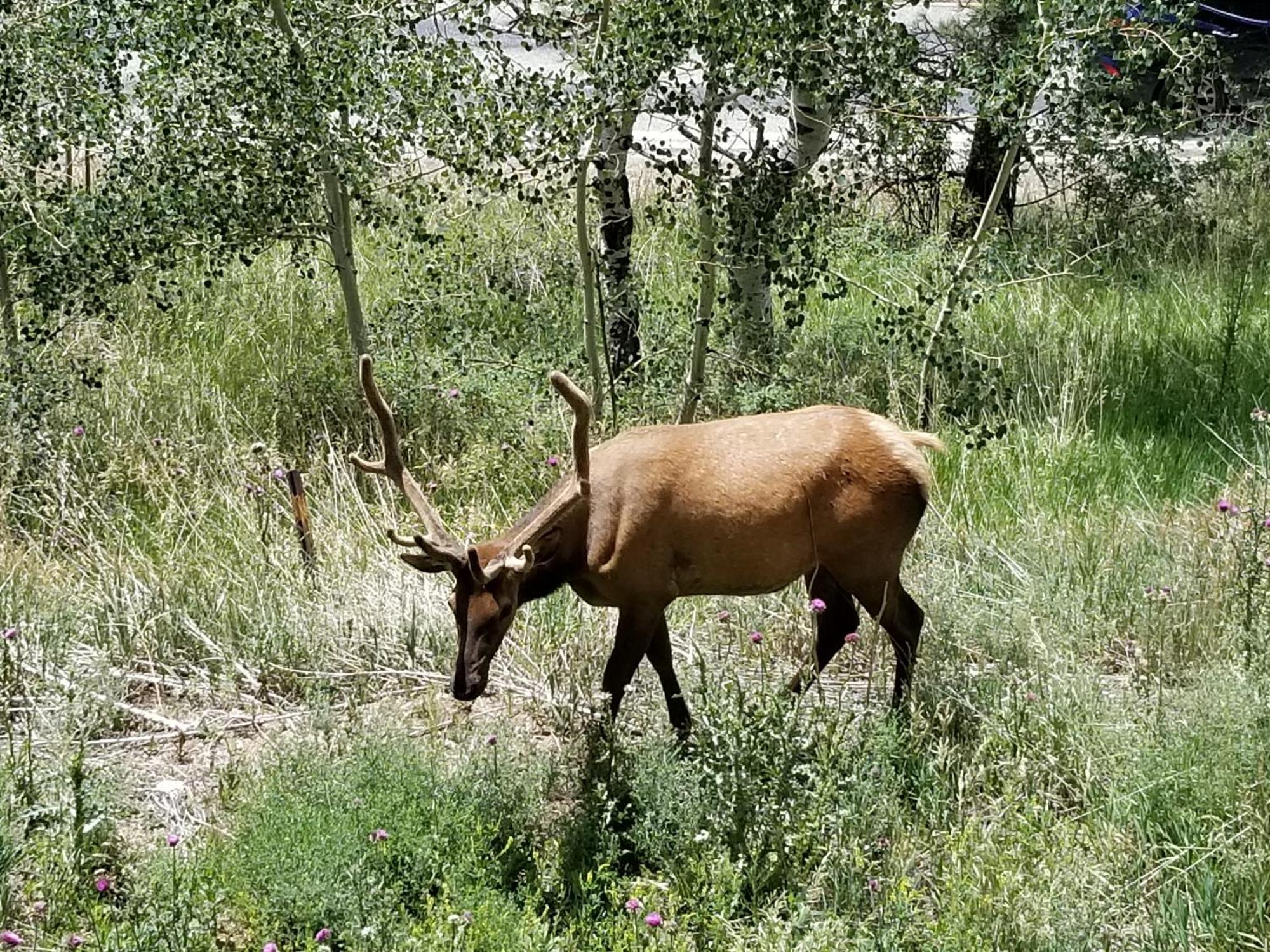 Kokopelli Inn Estes Park Buitenkant foto